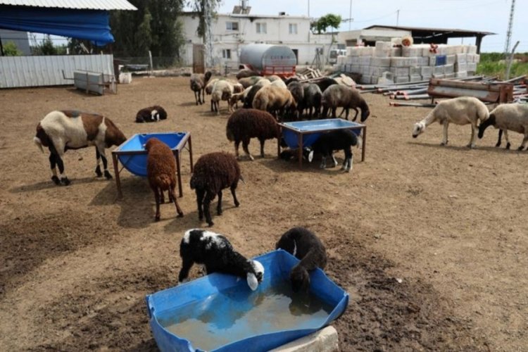 77 koyun telef oldu: Bu bir katliam