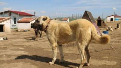 Kurt popülasyonundaki artış Kangal köpeğine talebi arttırdı
