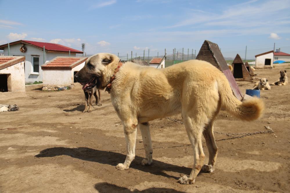 Kurt popülasyonundaki artış Kangal köpeğine talebi arttırdı