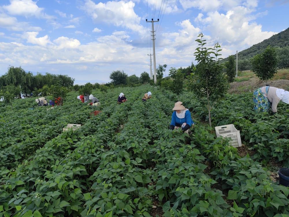 Bursa’da damaklarda iz bırakan ‘nazende’ fasulyesinin hasadına başlandı