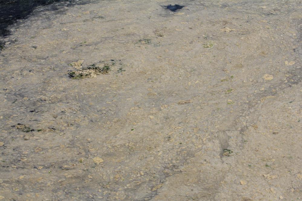 Gemlik Sahilleri’nde tehlikeli görüntü…Müsilaj balık yumurtalarını öldürüyor