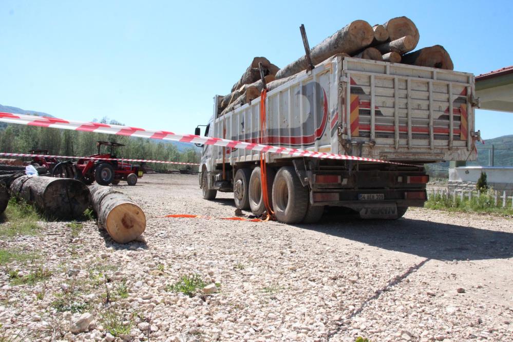 Tonlarca tomruk üzerine devrildi