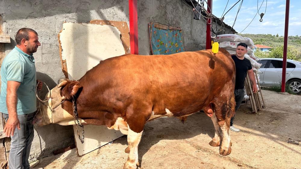 Bursa’da 1 ton 200 kiloluk kurbanlık, araba fiyatına alıcısını bekliyor Bursa’da 1 ton 200 kiloluk kurbanlık, araba fiyatına alıcısını bekliyor