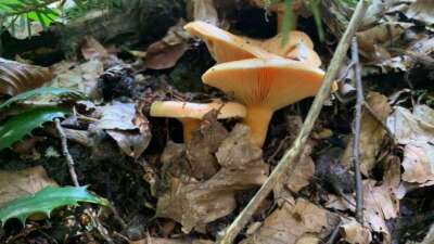Mantar zehirlenmelerine dikkat