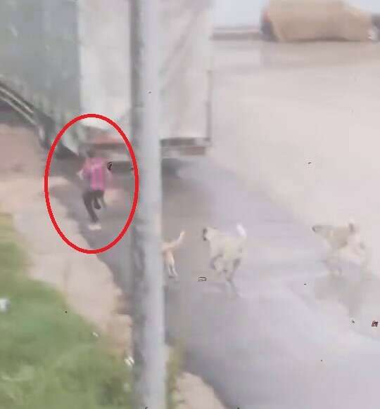 Bursa’da başıboş köpekler çocuğu kovaladı