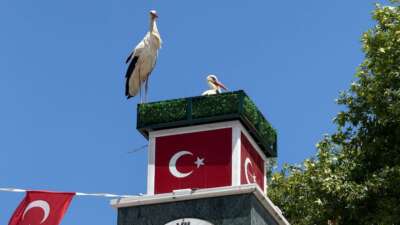 Can ve Canan leylek yuvalarına geldi