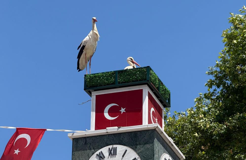 Can ve Canan leylek yuvalarına geldi
