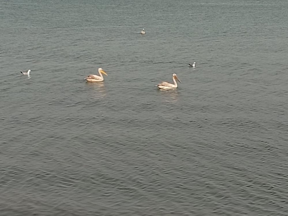 Pelikanlar İznik Gölü’nü süsledi