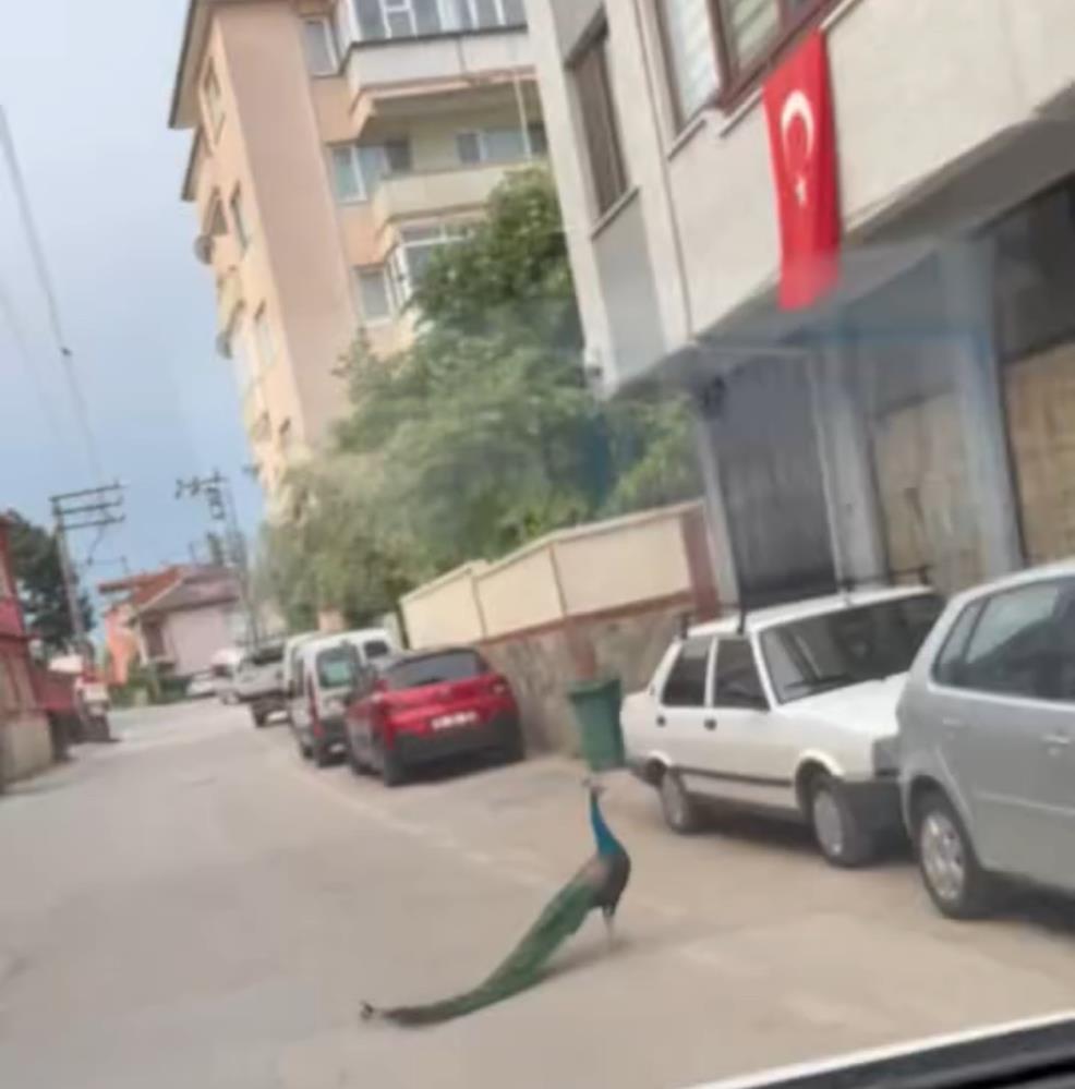 Bursa’da ilginç görüntü: Karşısına tavus kuşu çıktı!