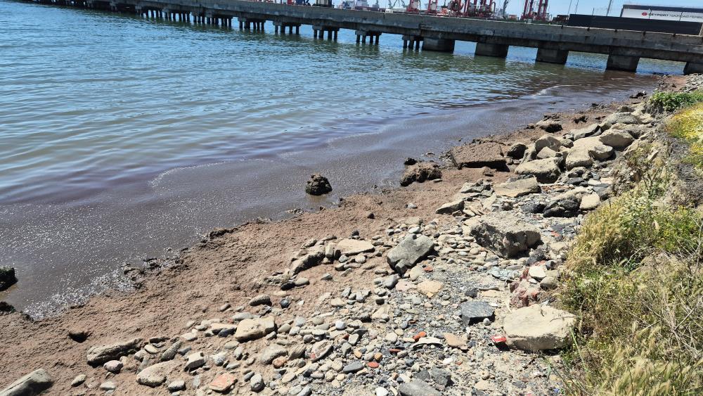 Marmara Denizi’nin Tekirdağ kıyılarında kızıl yosun birikintisi oluştu Marmara Denizi’nin Tekirdağ kıyılarında kızıl yosun birikintisi oluştu