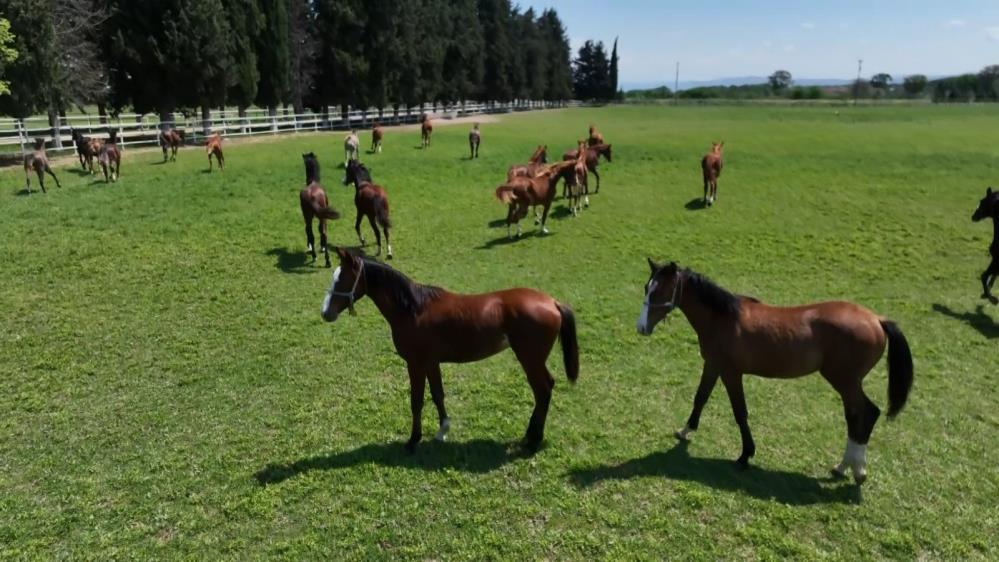 Milyonluk yarış atları Bursa’da yetiştiriliyor!