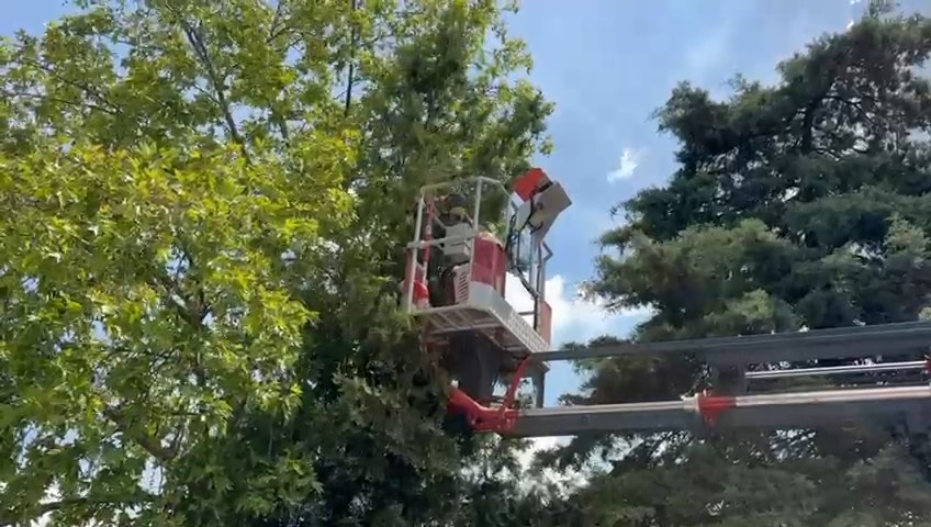 Bursa’da ağaçta mahsur kalan kedileri itfaiye kurtardı Bursa’da ağaçta mahsur kalan kedileri itfaiye kurtardı