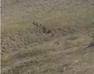 Türkiye-İran sınırında domuz sürüsü görüntülendi Türkiye-İran sınırında domuz sürüsü görüntülendi