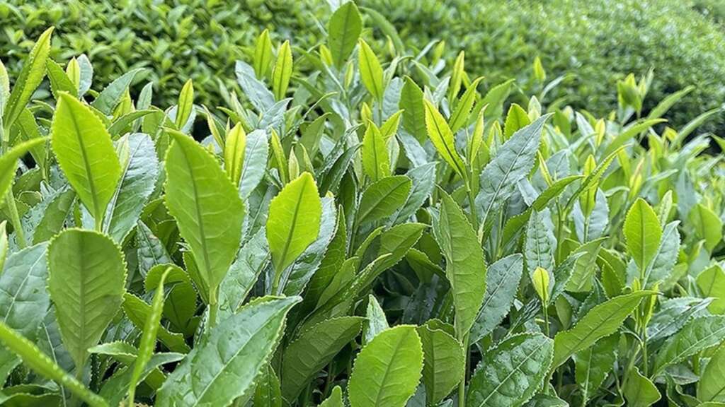 Tarım Bakanlığı, yaş çay alım fiyatını açıkladı