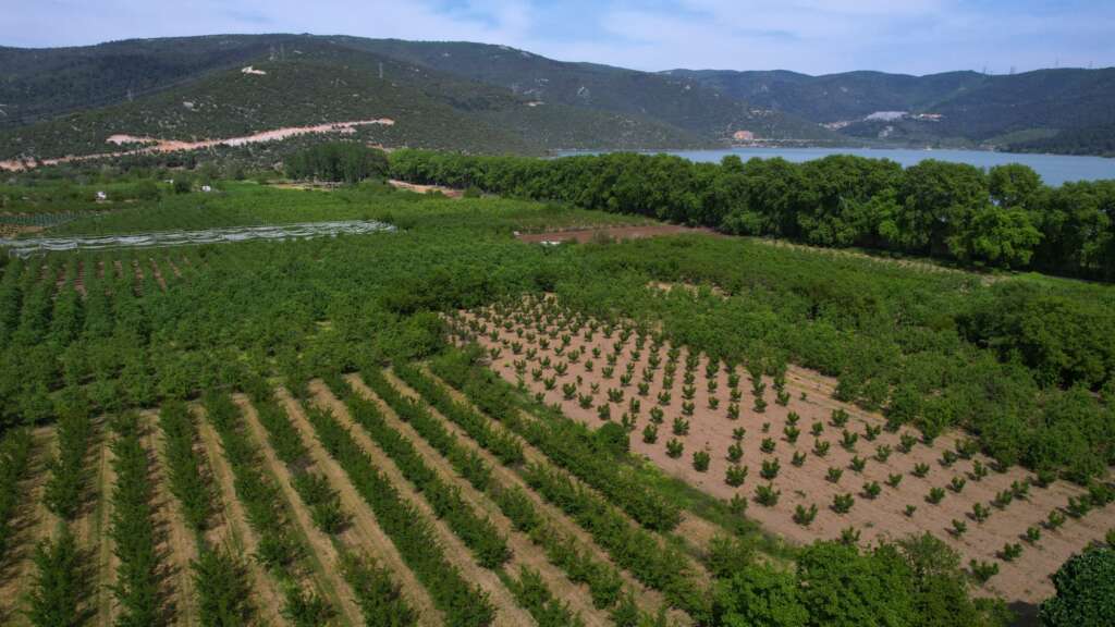 Bursa’da çiftçiler “Trabzon hurması”nın da don zararı kapsamına alınmasını istiyor
