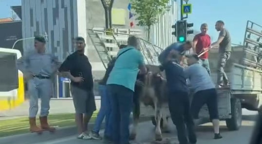 Bursa’da kurbanlıklar kaçtı, vatandaşlar yakalamaya çalıştı Bursa’da kurbanlıklar kaçtı, vatandaşlar yakalamaya çalıştı