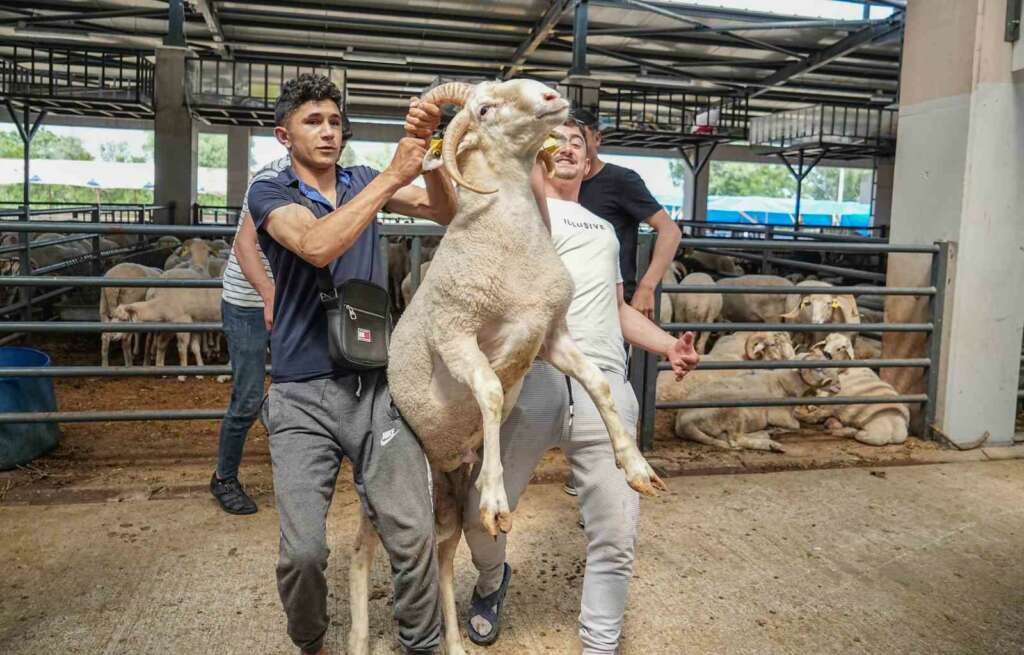 Bursa’da kurban pazarının gözdesi…4 boynuzlu koçu görenler şaşırıyor