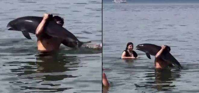 Mudanya sahilinde yunuslarla unutulmaz karşılaşma