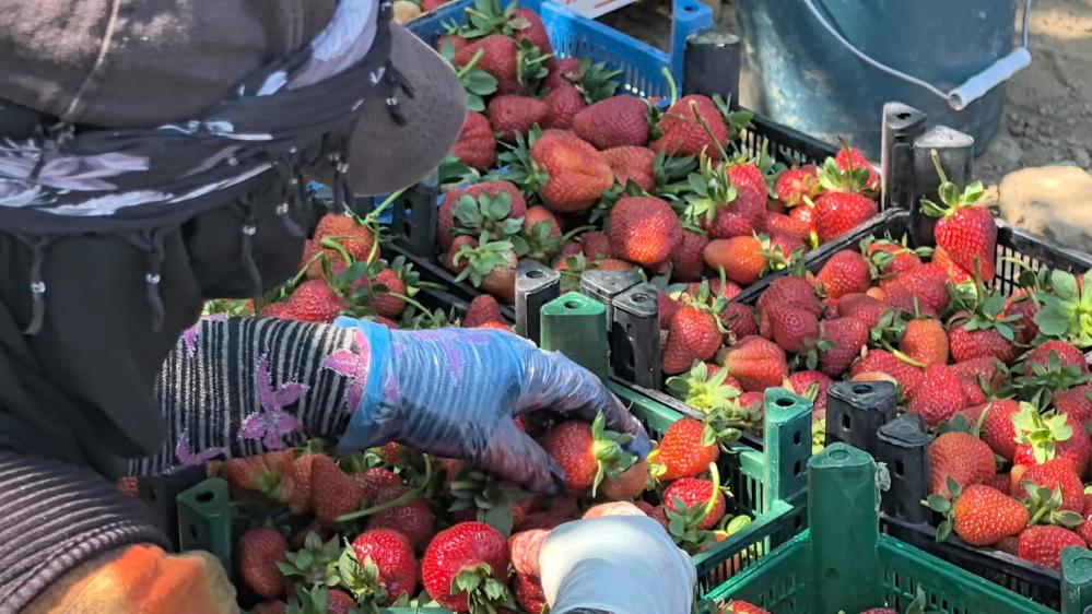 Bursa’da ‘kırmızı elmas’ hasadı başladı