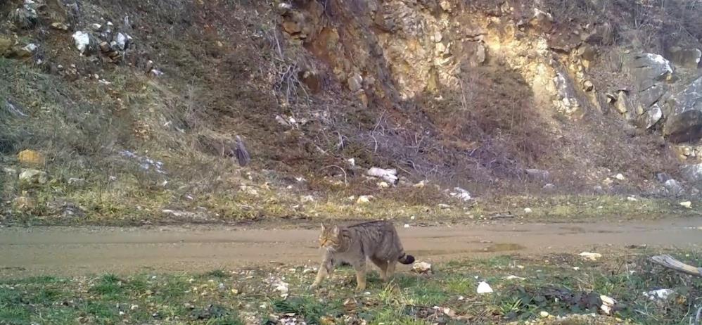 Uludağ’da yaban kedisi fotokapana takıldı Uludağ’da yaban kedisi fotokapana takıldı