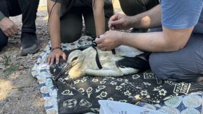 Yaren’in yavruları, uydudan takip edilecek