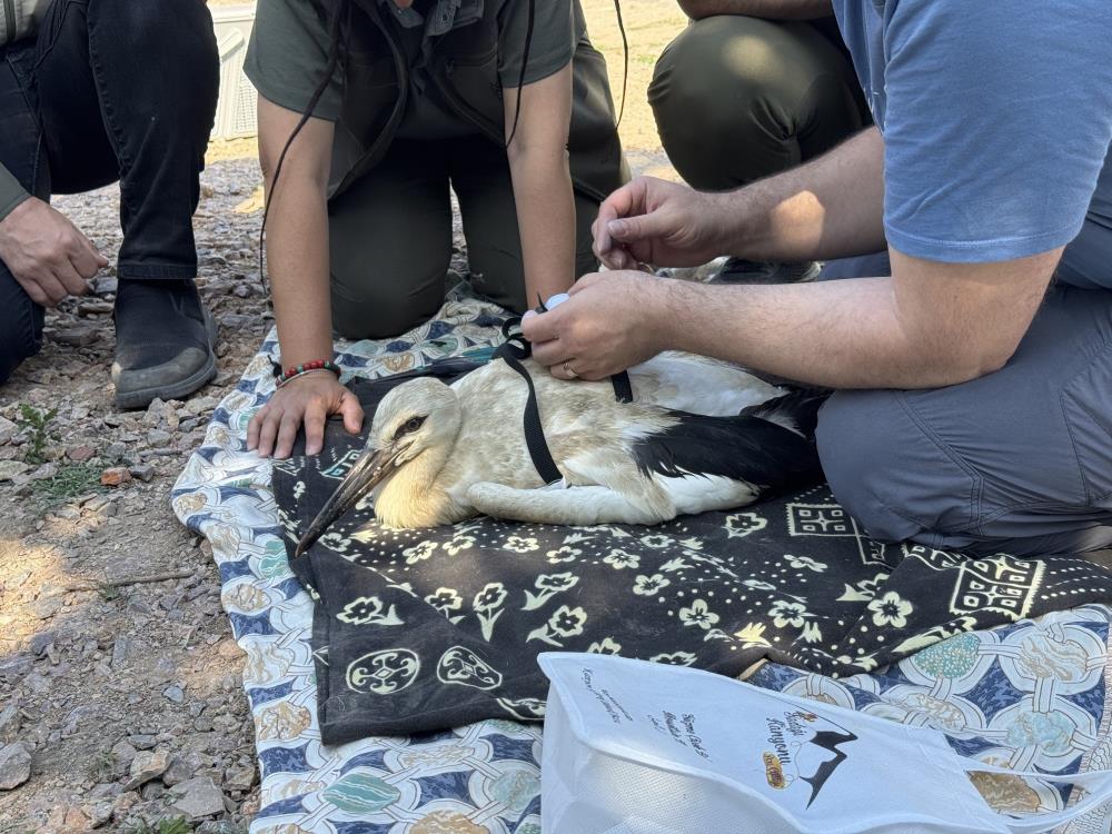 Yaren’in yavruları, uydudan takip edilecek