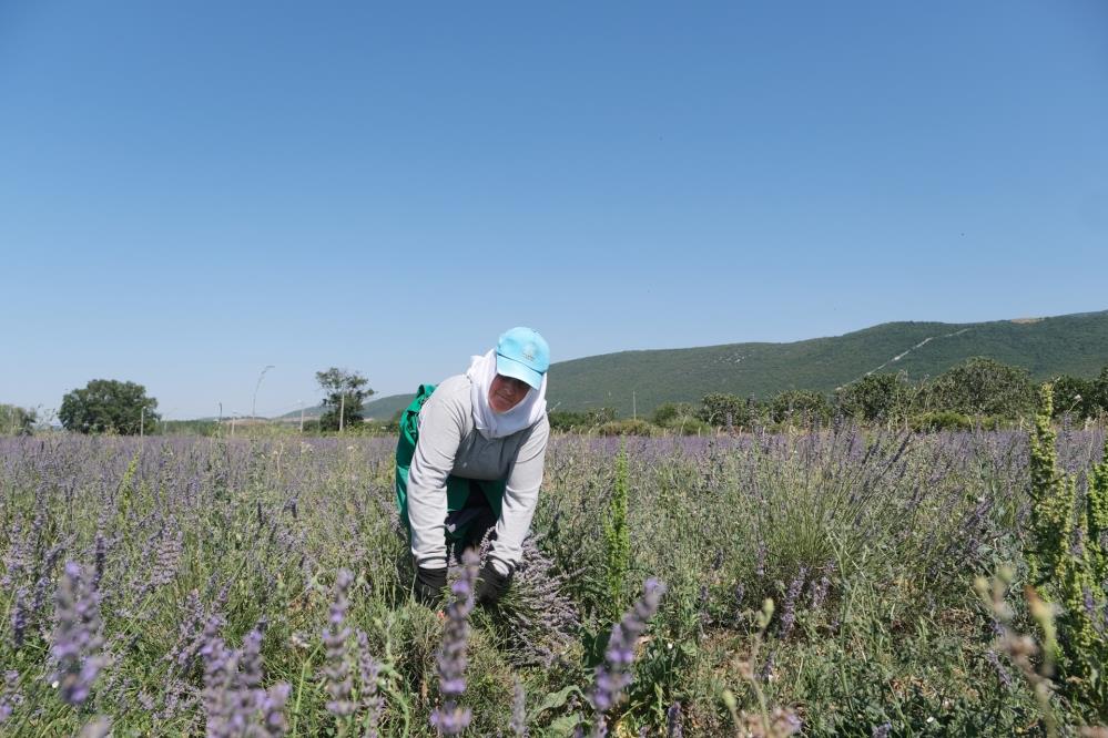 Nilüfer’de lavanta hasadı başladı