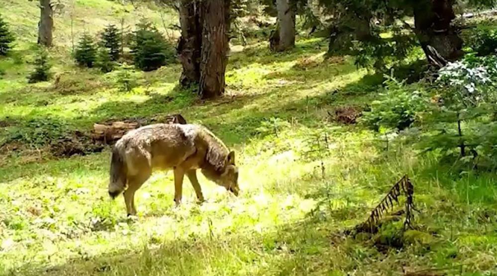 Bursa’da Bozkurt, böyle görüntülendi