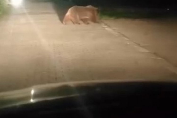 Uludağ’da ayı ailesinin yoldan geçişi görüntülendi Uludağ’da ayı ailesinin yoldan geçişi görüntülendi