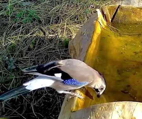Alakarga Uludağ’da görüntülendi