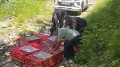 Bursa’da kene ile mücadele için keklikler salındı
