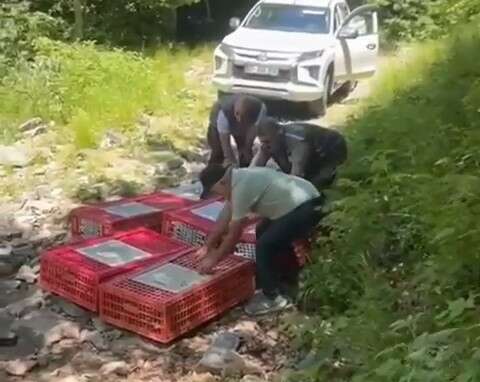 Bursa’da kene ile mücadele için keklikler salındı