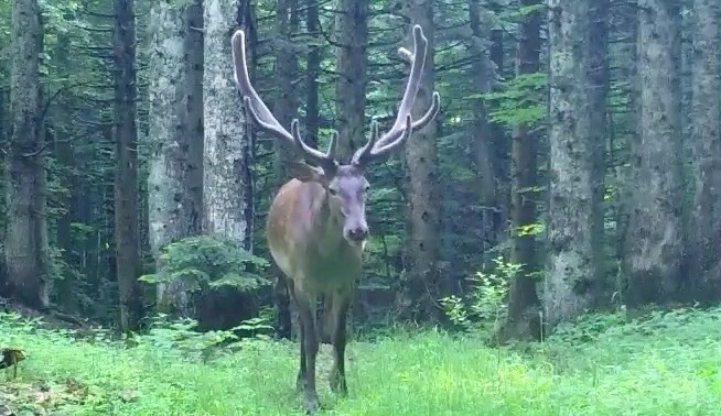 Bursa’da kızıl geyik görüldü