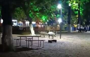 Bursa’da domuzlar park alanına indi