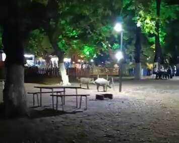 Bursa’da domuzlar park alanına indi