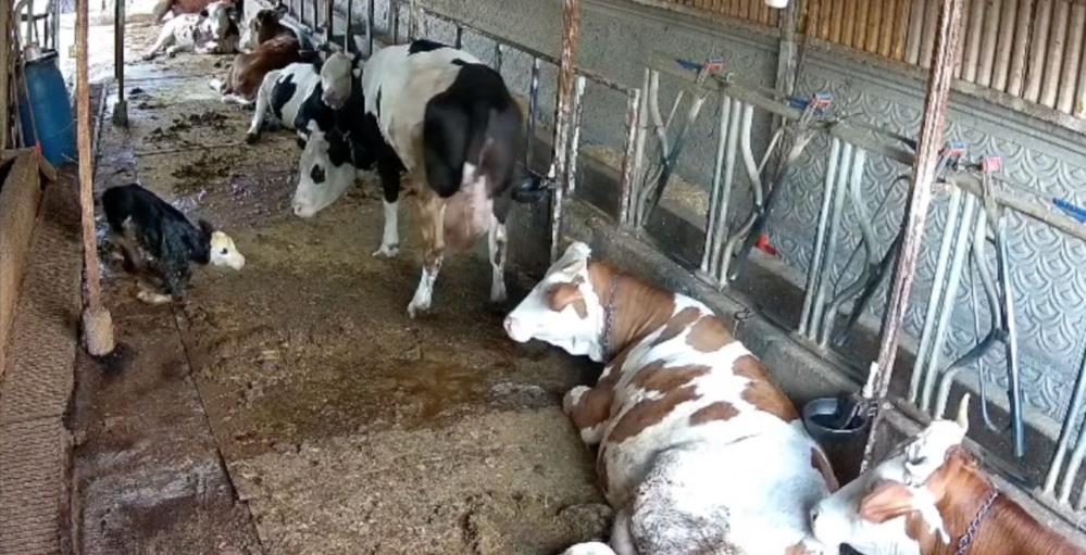 Zincirli anne ile yeni doğan buzağının kavuşma mücadelesi