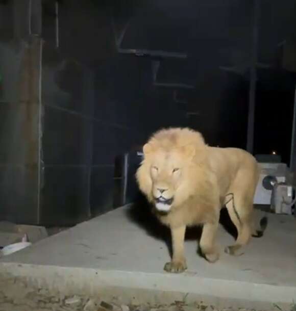 Parktan kaçan aslan, dehşet saçtı!