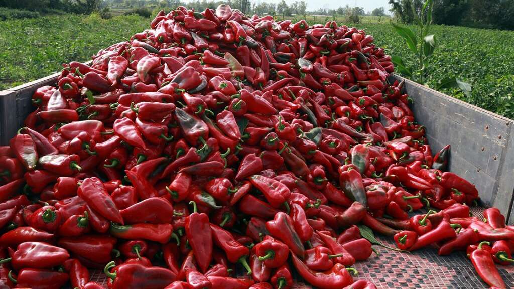 Sezonu başlayan salçalık biberde 2025 yılı fiyatı belli oldu