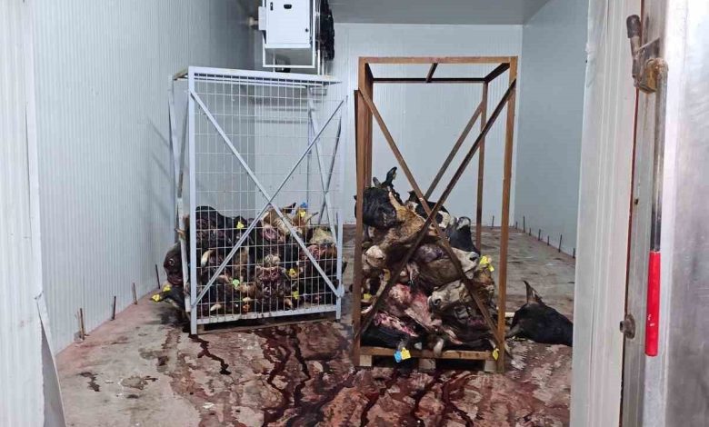 Bursa’da sağlıksız şartlarda istiflenmiş çok sayıda hayvan kafası bulundu