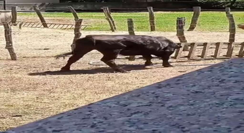 Bursa’da meraklı ineğin başı sıkıştı Bursa’da meraklı ineğin başı sıkıştı