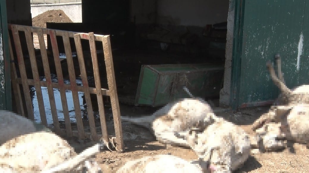 Ankara'nın Bala ilçesinde etkili olan sağanak yağış, bir besi çiftliğinde