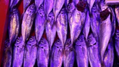 Eskişehir'de satın aldığı balıklar bozuk çıkınca iade etmek isteyen Hamza