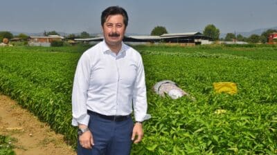 Adına Uluslararası Altın Biber Festivali düzenlenen Bursa’nın Yenişehir ilçesinde tarımın