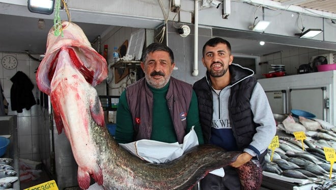 Samsun'un Altınkaya Barajı'nda balıkçılar tarafından 2 metre uzunluğunda, 85 kilogram