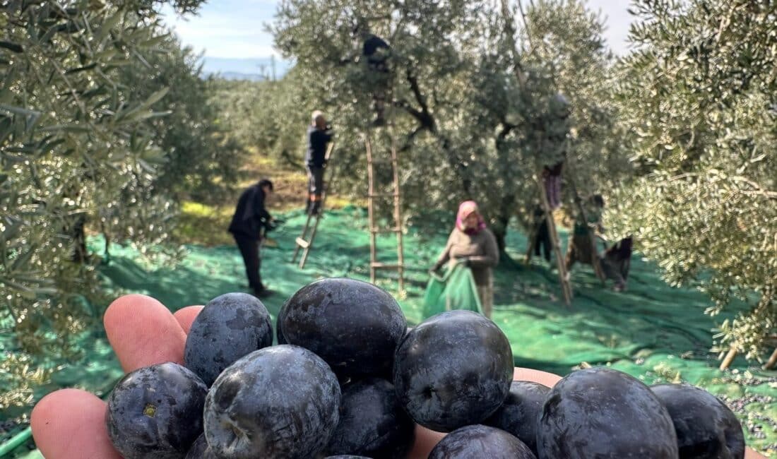 Bursa'nın Gemlik ilçesinin Katırlı Dağları'ndaki mahallesi Katırlı'da sofralık zeytin hasadı