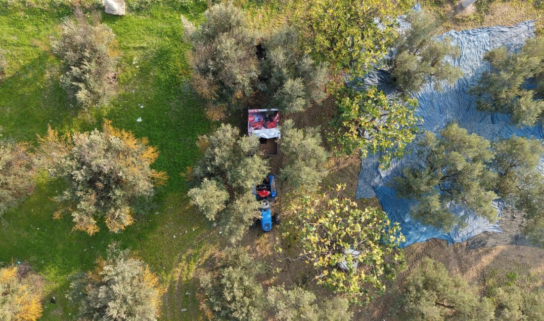 Bursa ve ilçelerinde zeytin hasadı başladı. Çiftçiler sabahın ilk ışıklarıyla