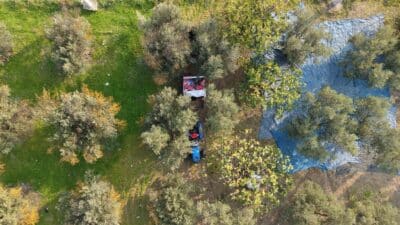 Bursa ve ilçelerinde zeytin hasadı başladı. Çiftçiler sabahın ilk ışıklarıyla