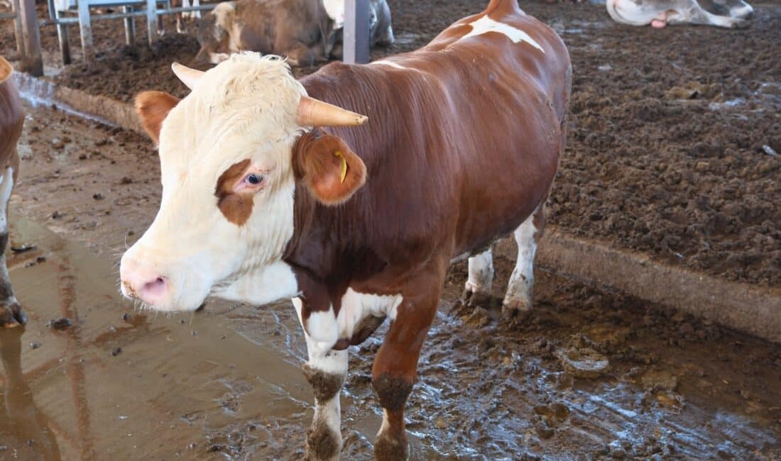 ABD Tarım Bakanlığı (USDA), dünyanın en büyük ikinci canlı hayvan ithalatçısı