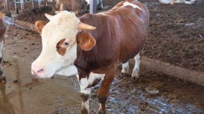 ABD Tarım Bakanlığı (USDA), dünyanın en büyük ikinci canlı hayvan ithalatçısı