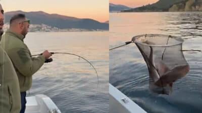 Bursa'nın Gemlik ilçesi açıklarında balık tutan balıkçıların oltasına yaklaşık 140
